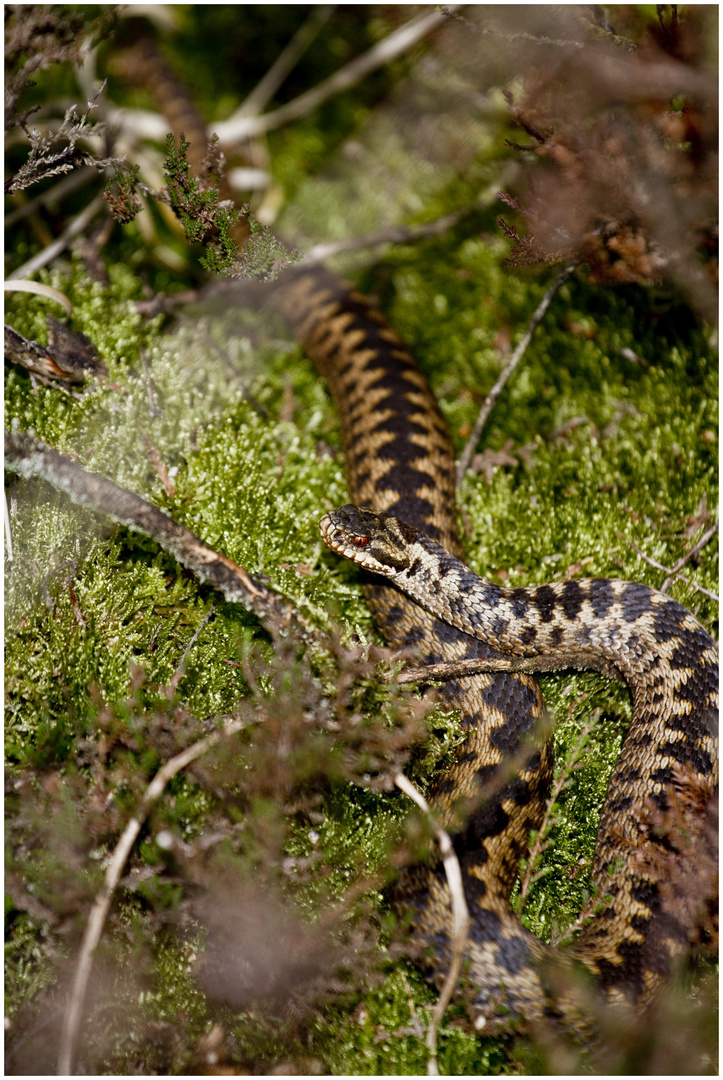 Vipera berus ...in Situ