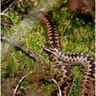 Vipera berus ...in Situ