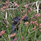 (Vipera berus) Kreuzotter.