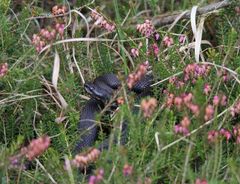 (Vipera berus) Kreuzotter.