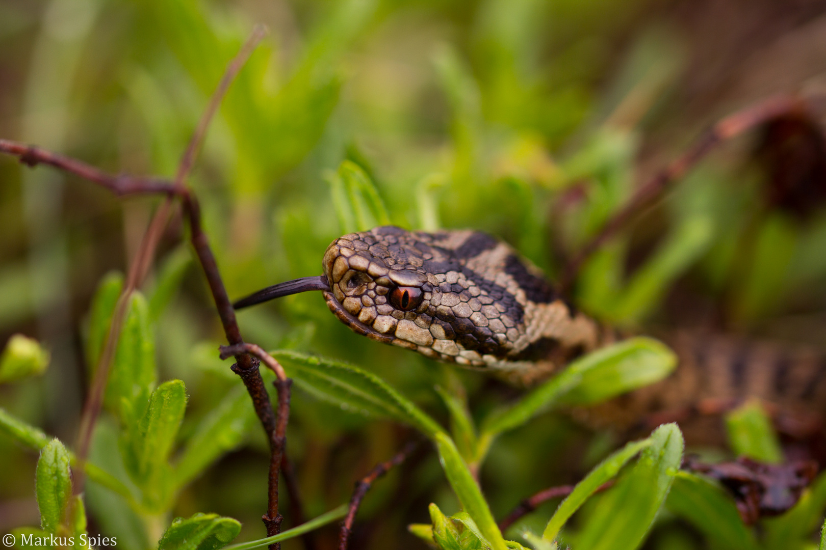 Vipera berus Kreuzotter 