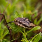 Vipera berus Kreuzotter 