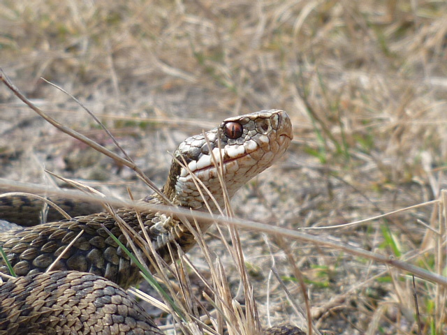 vipera berus - Kreuzotter