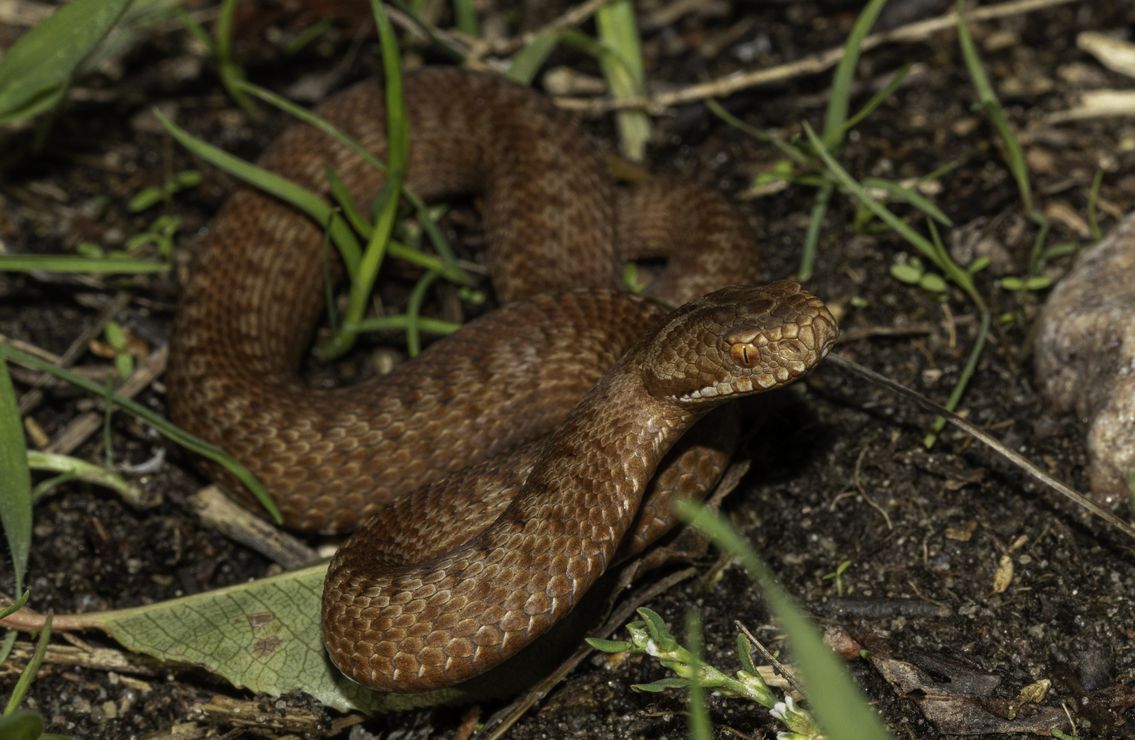 Vipera berus, Kreuzotter