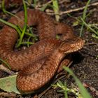 Vipera berus, Kreuzotter