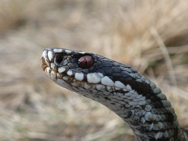 Vipera berus (Kreuzotter)