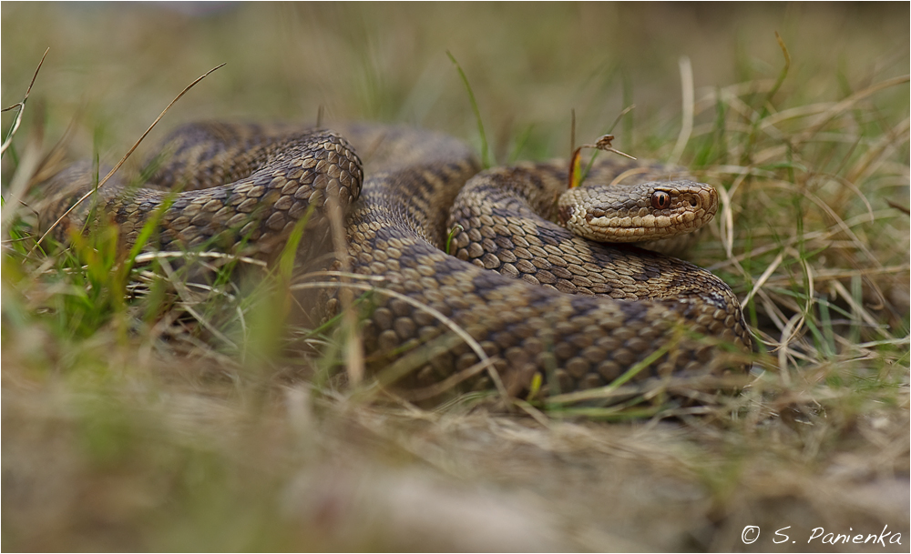 Vipera berus (neu)