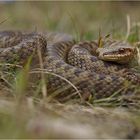 Vipera berus (neu)