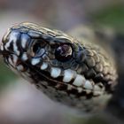 Vipera berus Portrait