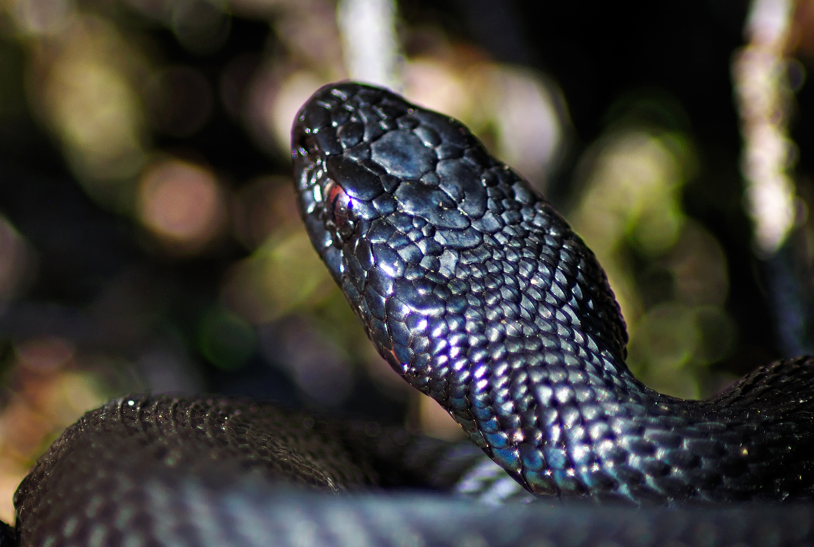 Vipera berus - the black morph