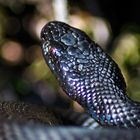 Vipera berus - the black morph