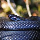 Vipera berus - the black morph II