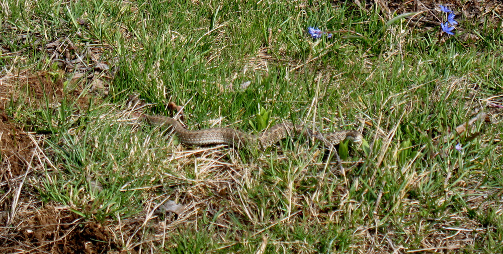 Vipera dell' Orsini