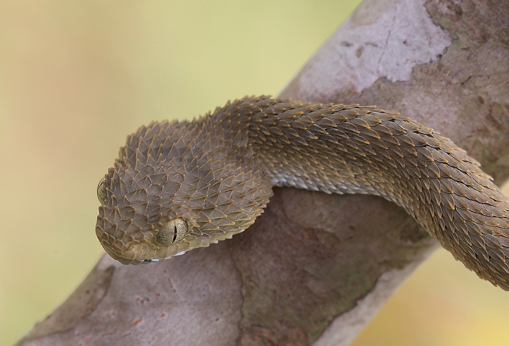 Vipera im Regenwald Gabons