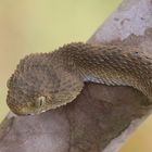 Vipera im Regenwald Gabons