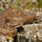 Vipera latastei latastei