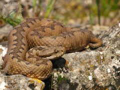 Vipera latastei latastei