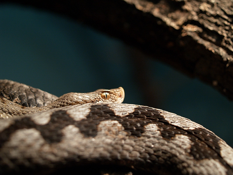 Vipera monticola