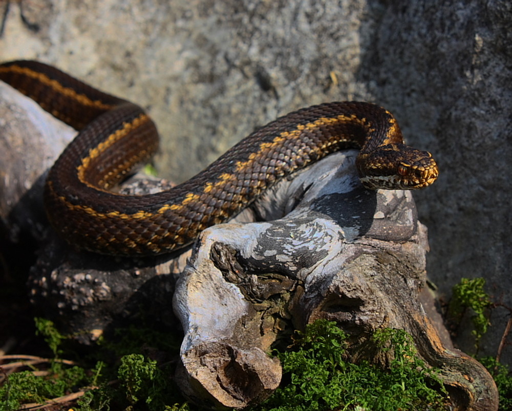 Vipera seoanei