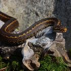 Vipera seoanei