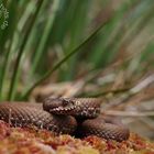 Vipera seoanei cantabrica