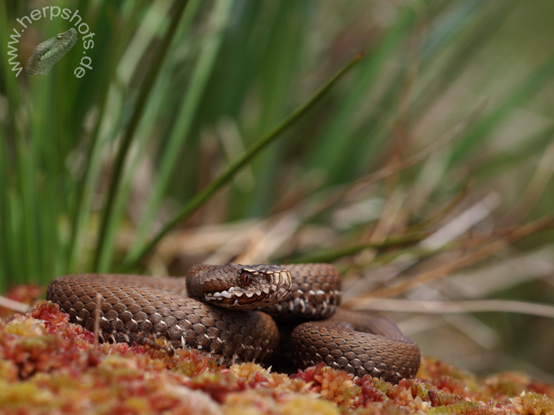 Vipera seoanei cantabrica