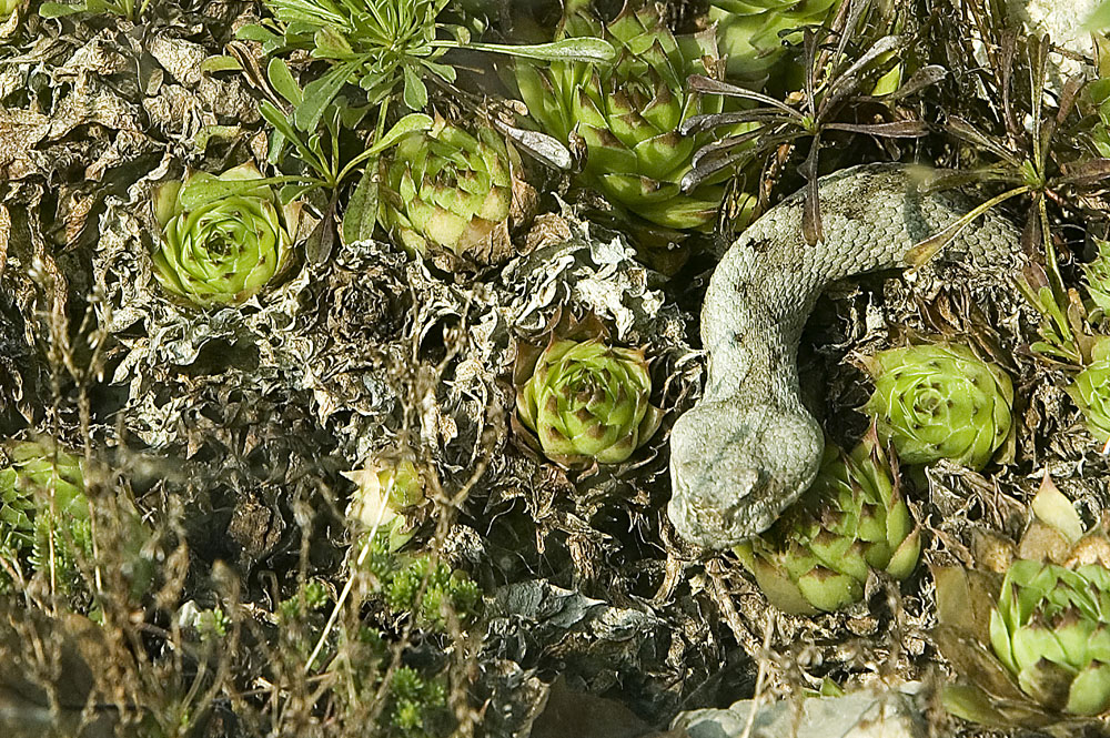 Vipera tra i sempervivum