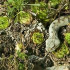 Vipera tra i sempervivum