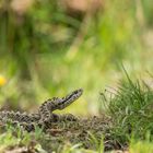 Vipera ursinii ursinii