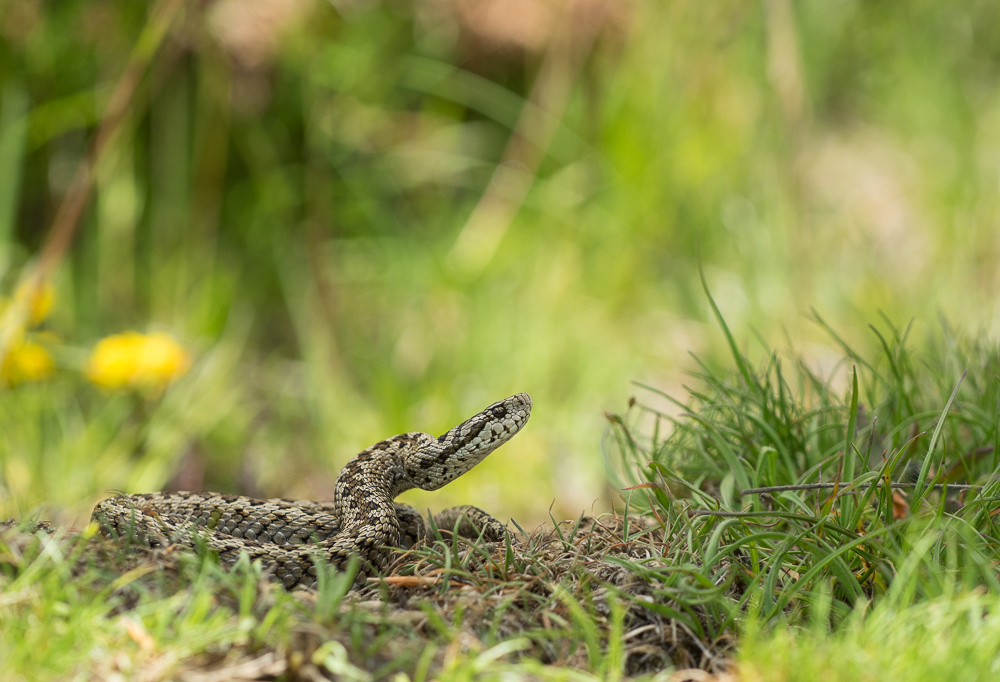 Vipera ursinii ursinii