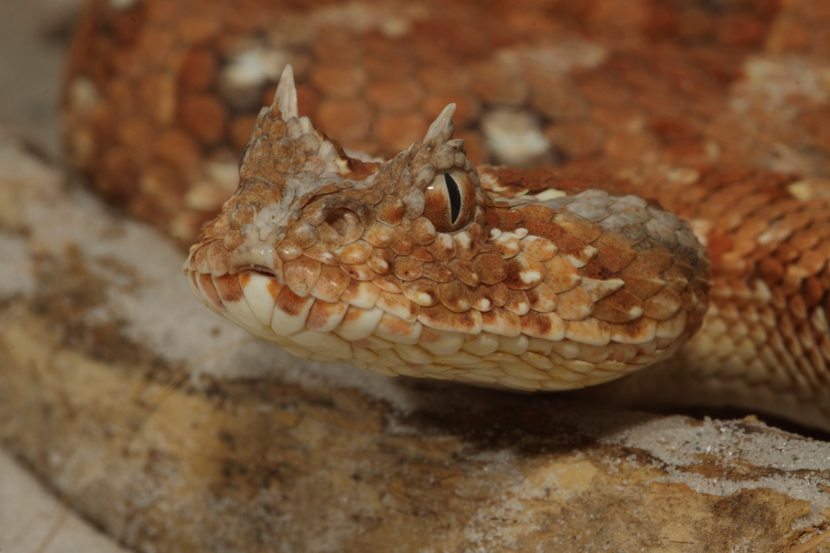 Vipère cornue du Sahara