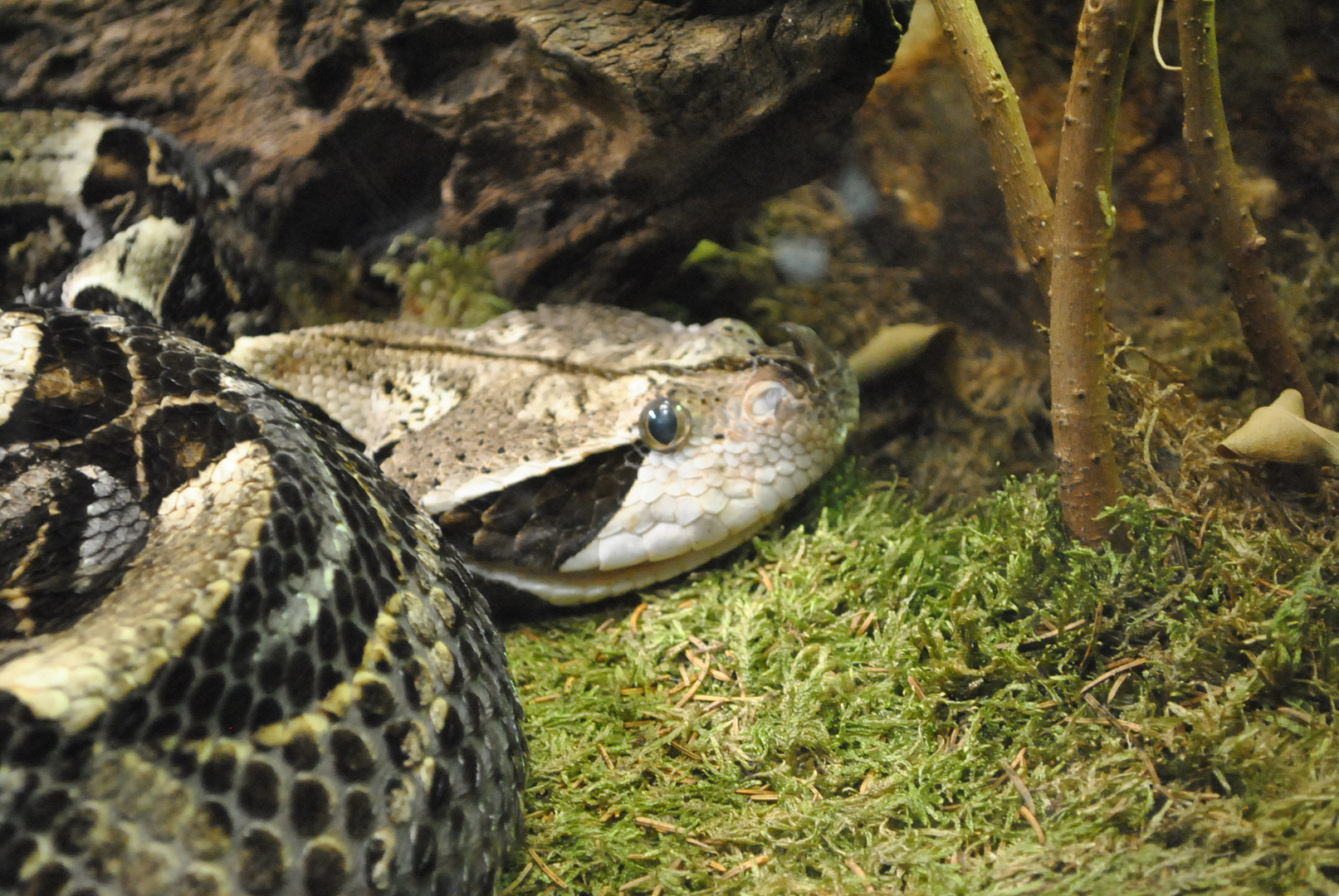 Vipere de Gabon