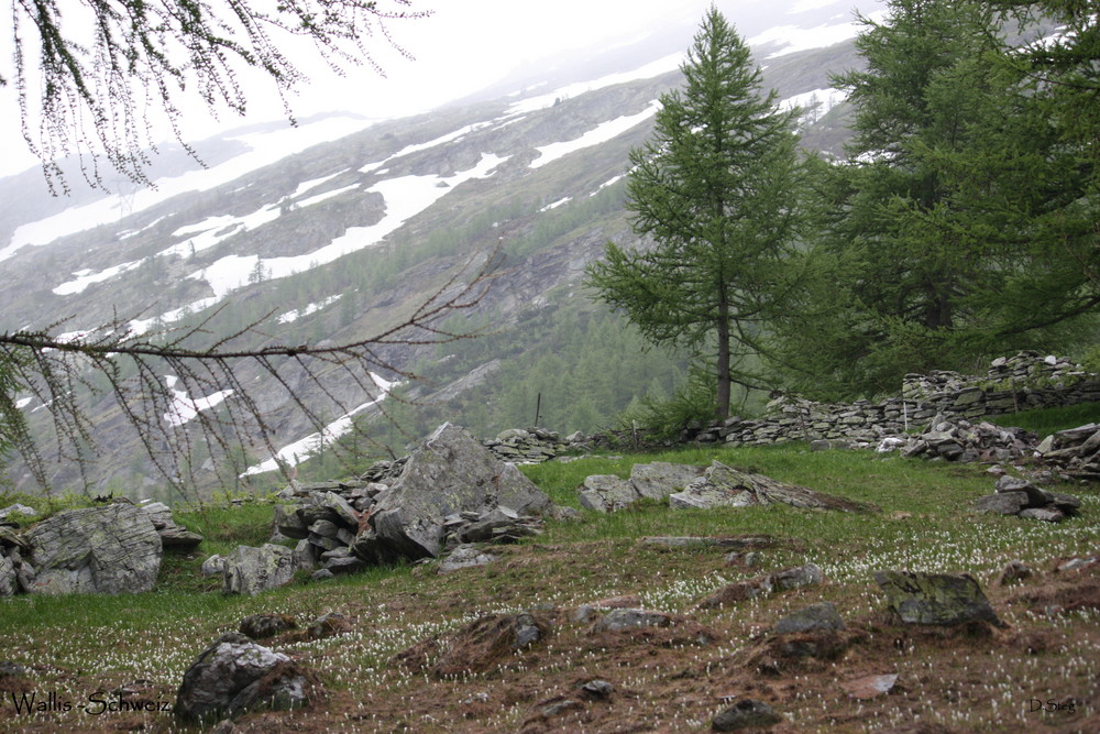 Vipern Habitat im Ost-Wallis auf 1800m höhe.