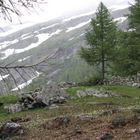 Vipern Habitat im Ost-Wallis auf 1800m höhe.