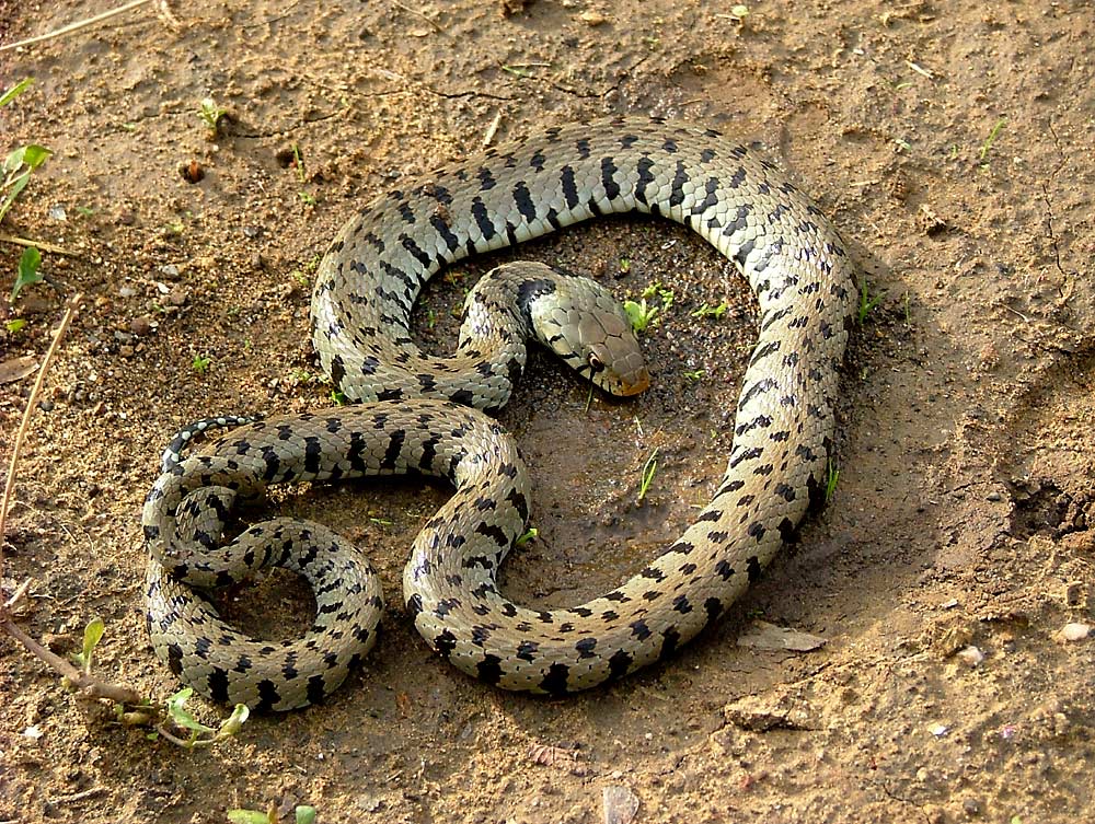 Vipernatter 2  korrigiert nach Hilfe der Spezialisten: Barrennatter