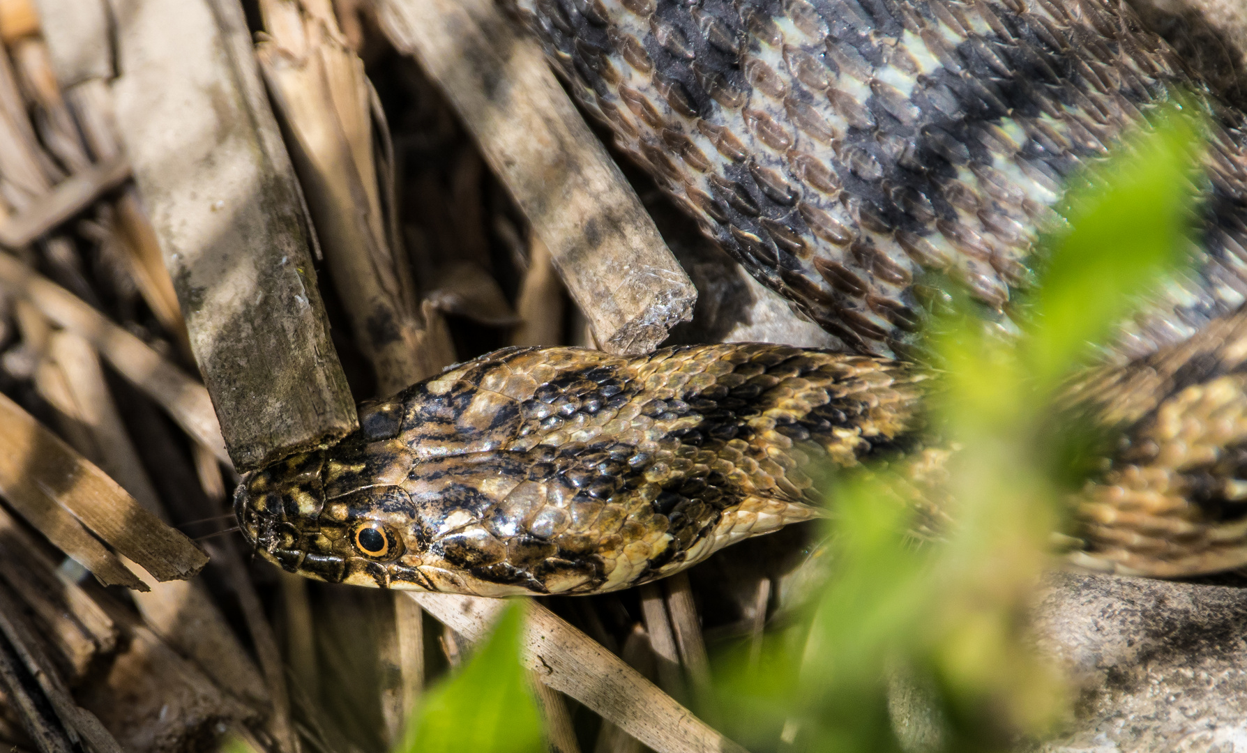 Vipernatter im Albufera Park