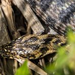 Vipernatter im Albufera Park