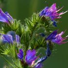 Viper's Bugloss