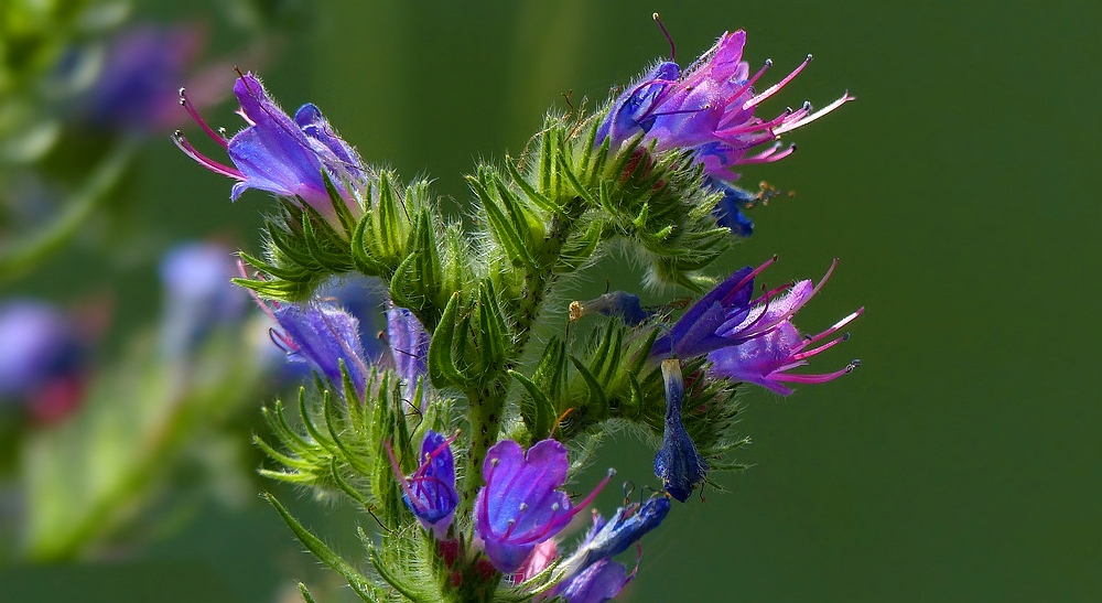 Viper's Bugloss