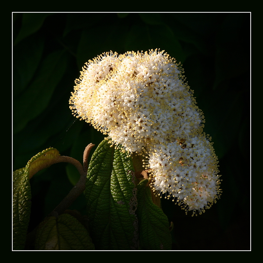 Virburnum-Schneeball