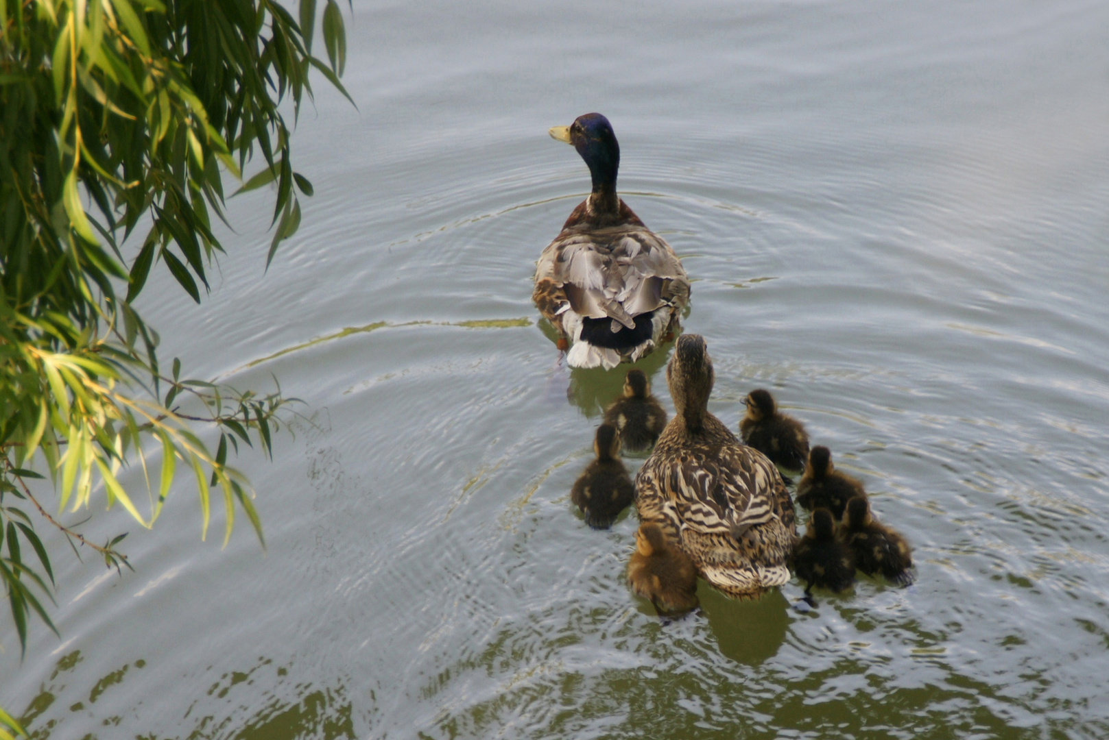 Virée family