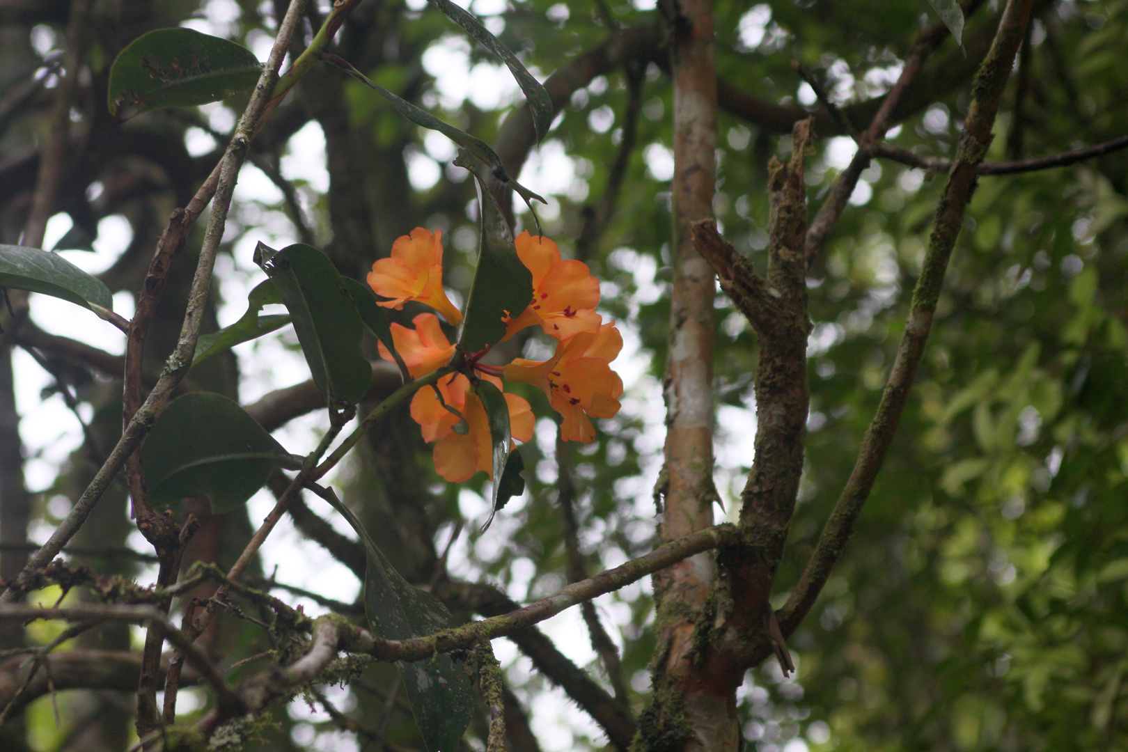 Vireya rhododendron 