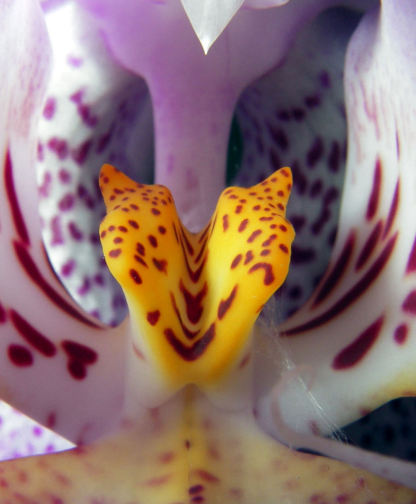 virgin orchid von Andreas Rüfenacht