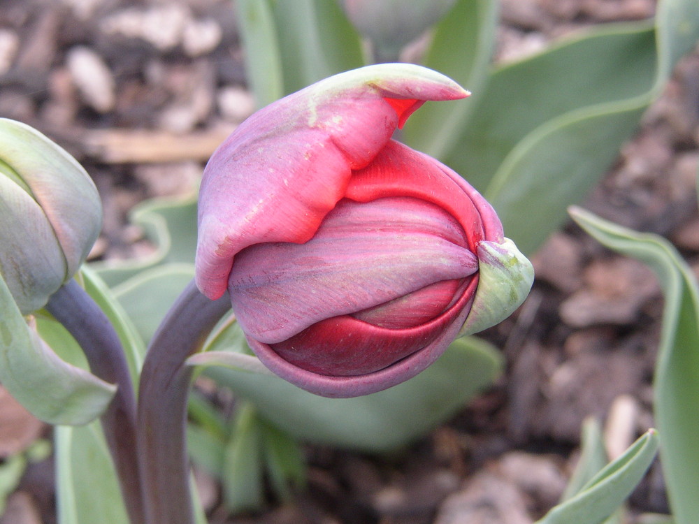 virgin tulip