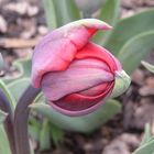 virgin tulip