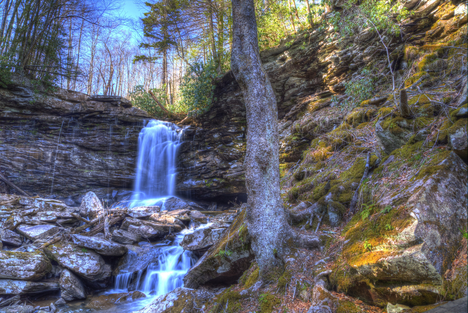 Virginia Forest