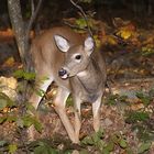 Virginia White Tail Deer