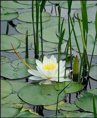 VIRGINITE  BASE  45,5-54,5