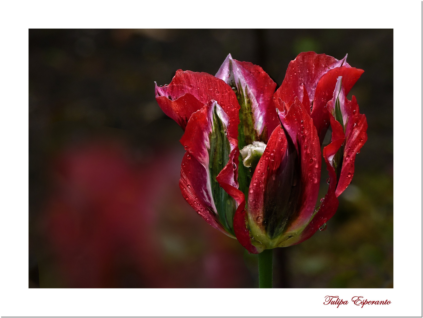 Viridiflora Tulpe "Esperanto"