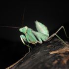 viridis mantis